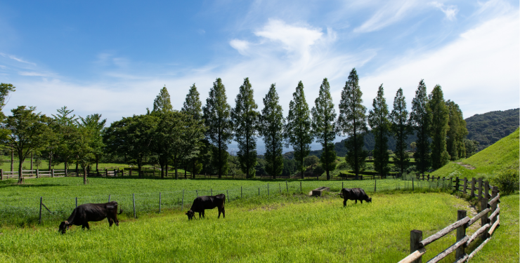 もーもーらんど油山牧場で牛が放牧されている様子