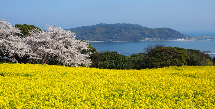 のこのしまアイランドパーク3月頃（菜の花＆桜)