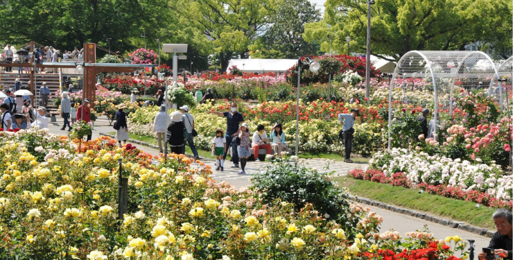 福山市のバラ公園の様子
