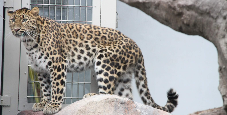 福岡市動物園に展示されているアムールヒョウ