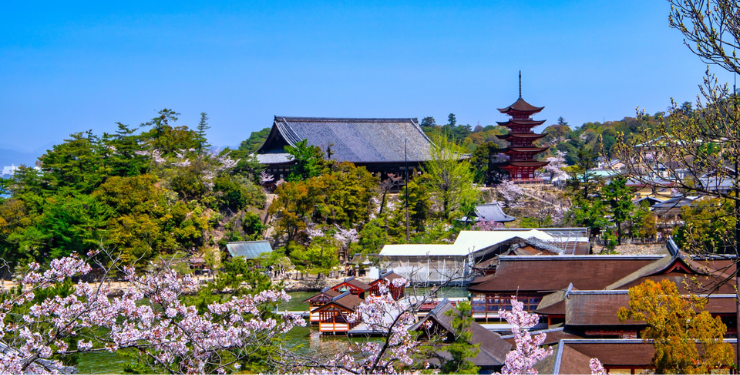 桜が咲いている宮島の風景