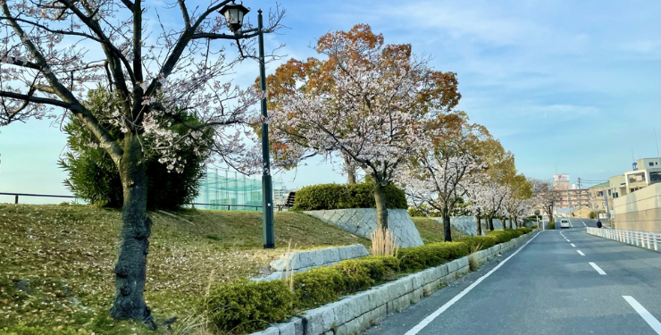 吉島の防波堤の桜並木