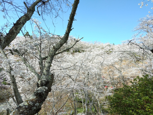 安芸津の「正福寺山公園」