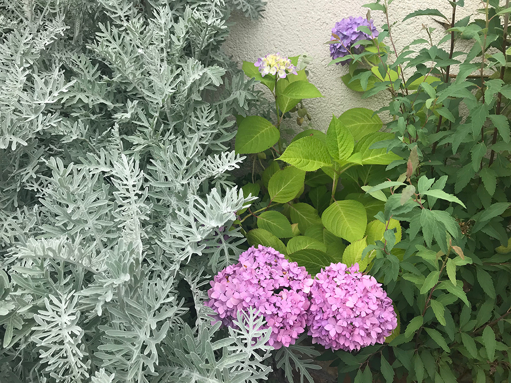 紫陽花