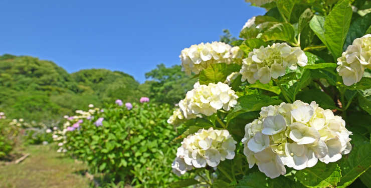 天拝山歴史自然公園のあじさい園