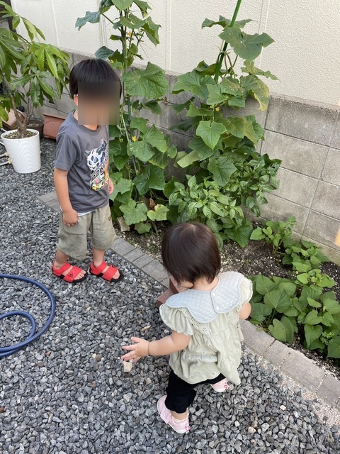 家庭菜園