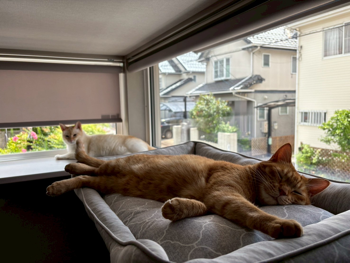 猫愛溢れる住まい
