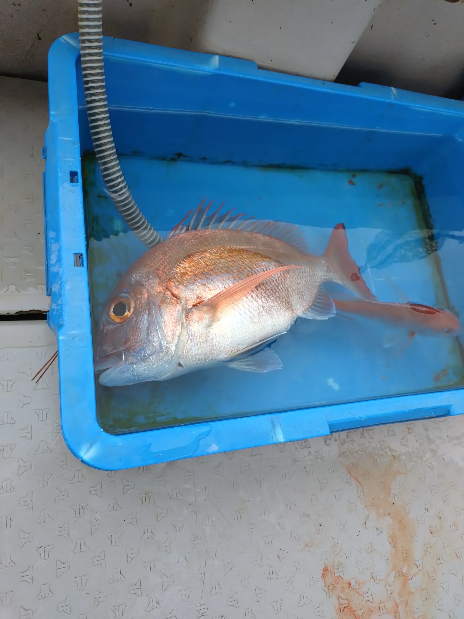 初タイラバ
