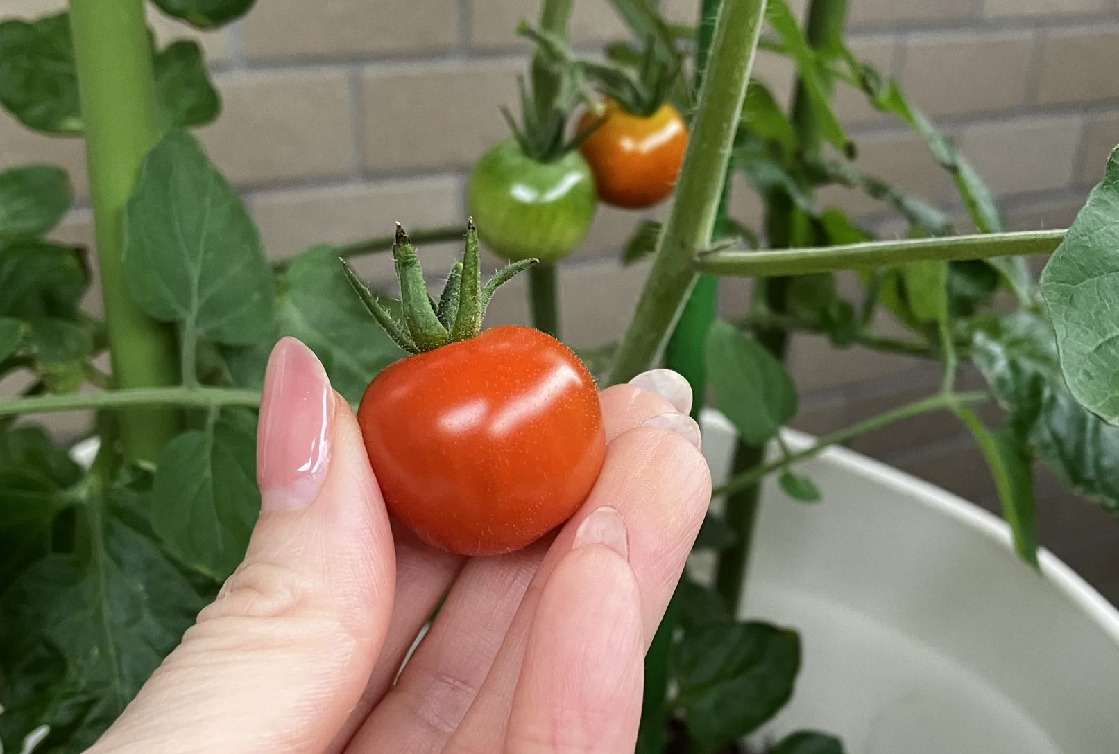 初収穫しました🍅