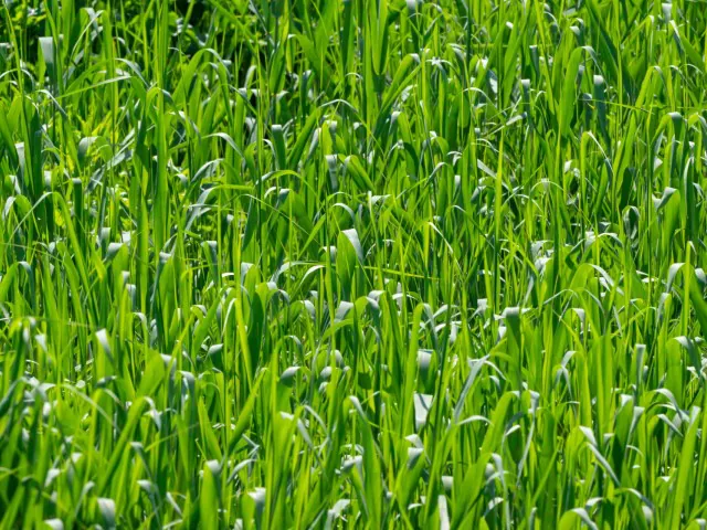 「お家で手軽に」雑草対策